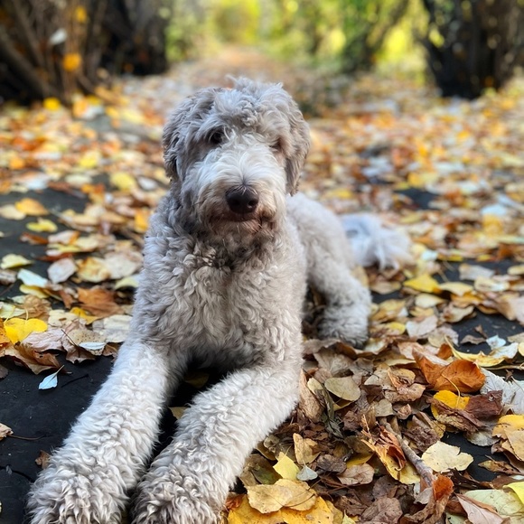 Gap polka dog sweater size M dog, not included lol 😂 behehe - Picture 3 of 7